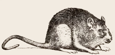 ����� ����� ��� ����� ( Rattus norvegicus)
